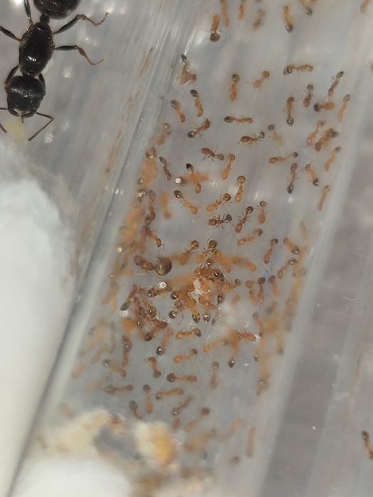 Monomorium pharaonis