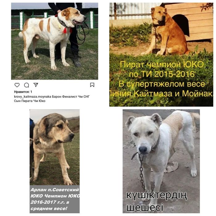 Алабай, САО, Собака