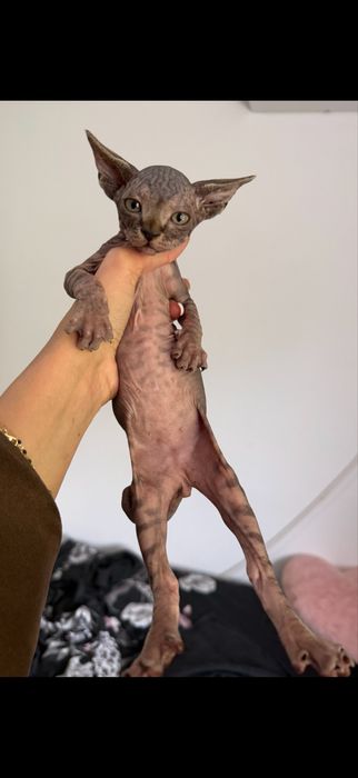 Pui sphynx disponibili
