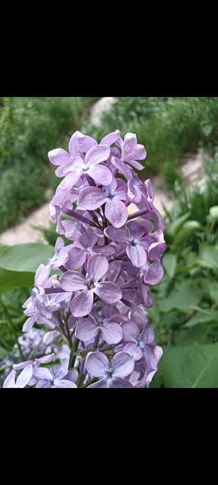 Цветы сирени штучно