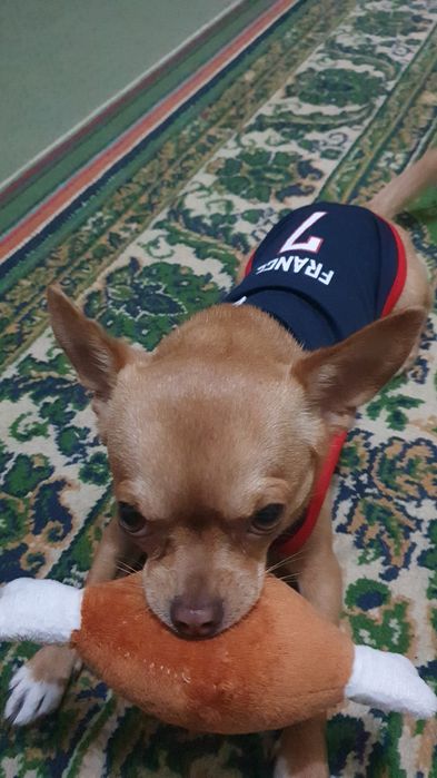 Чихуахуа кобель, вязка.