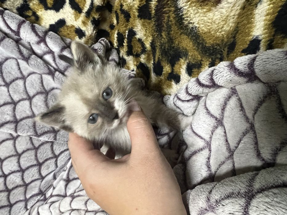 Отдадим котенка девочка