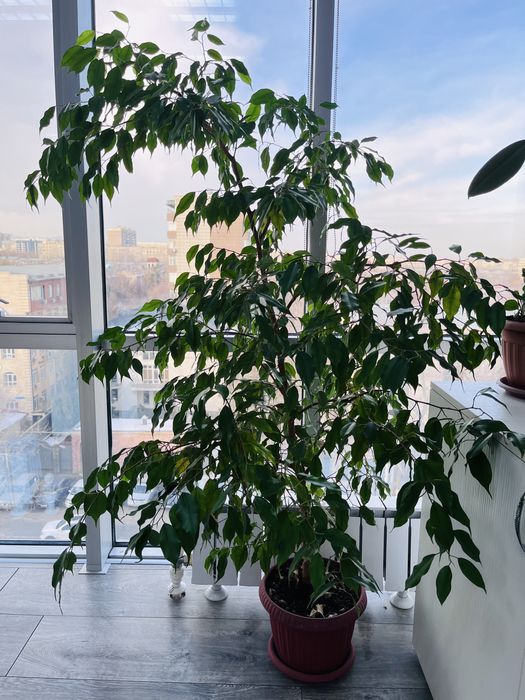 Фикус, 4 штуки в наличие