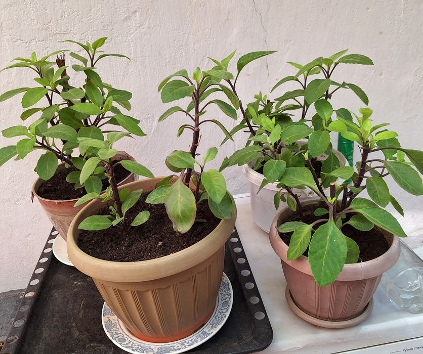 "Листья    Бога"