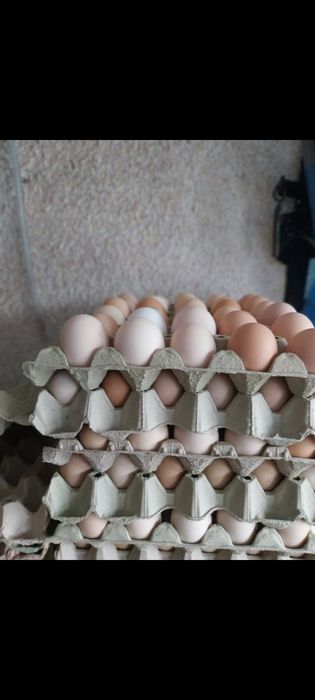 Продавам пъдпъдъци и яйца пъдпъдъчи и кокоши