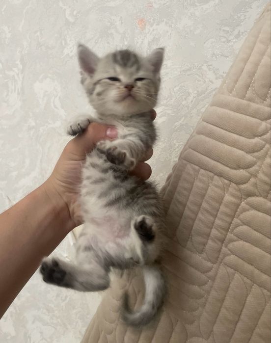 Котята пародистые