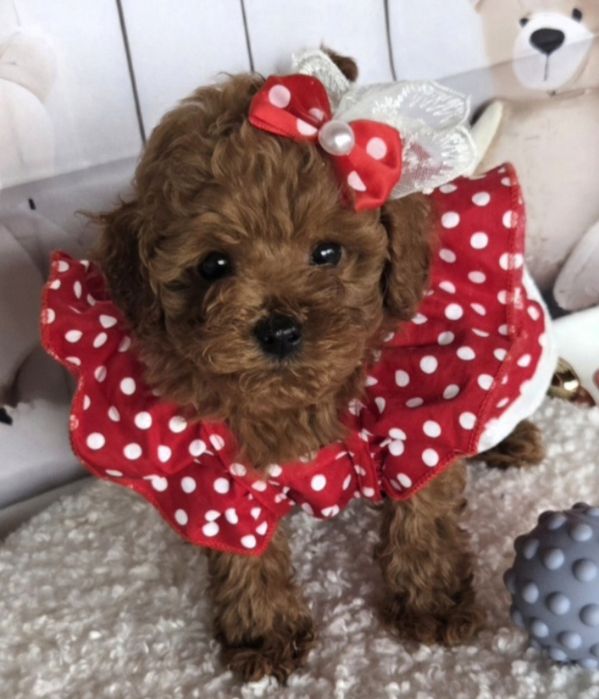 Пудел той /Poodle toy с генетични тестове на родителите с родословие