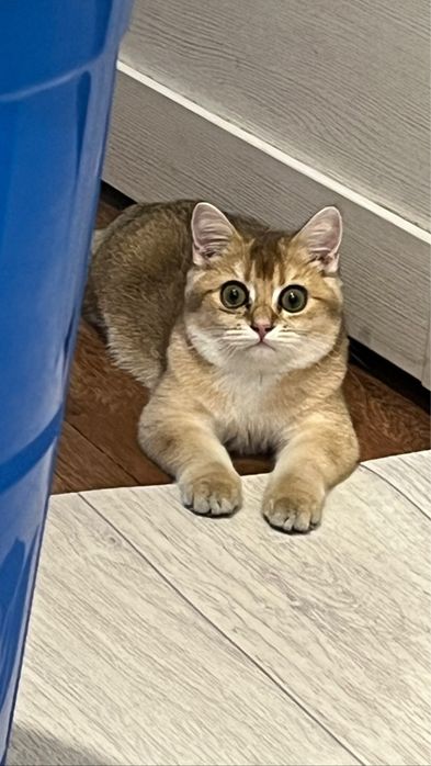 Отдам кота Мартина в добрые руки