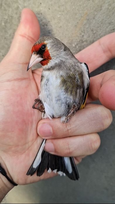 Щегол седоголовый