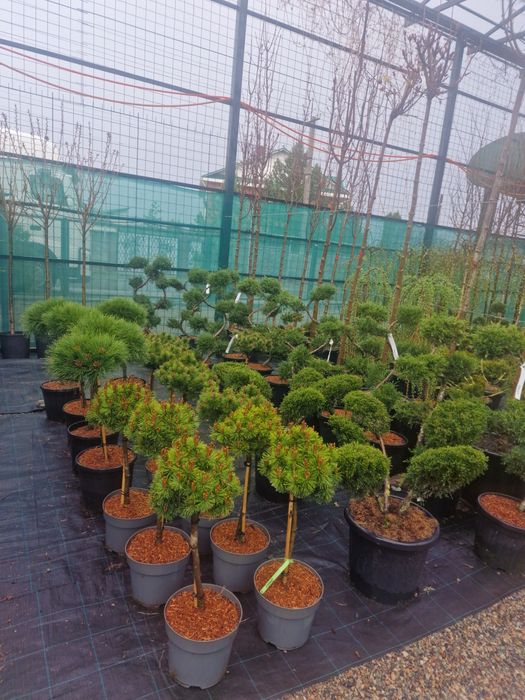 Ели сосны сирень саженцы