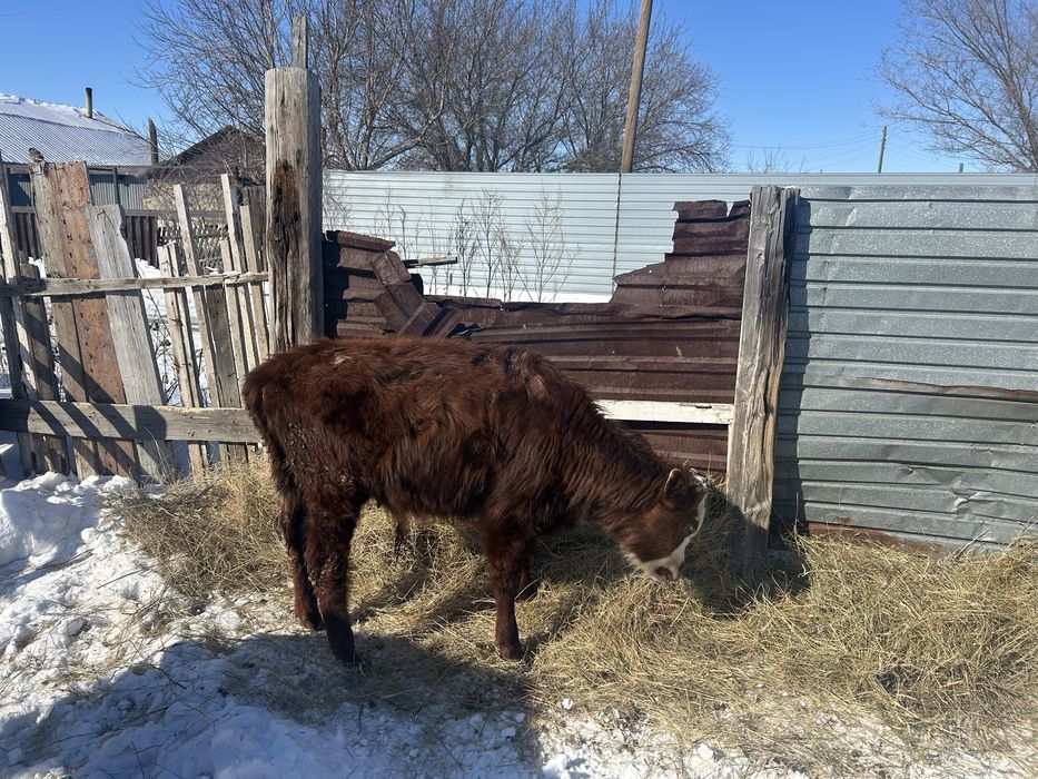 Бұқалар сатылады.