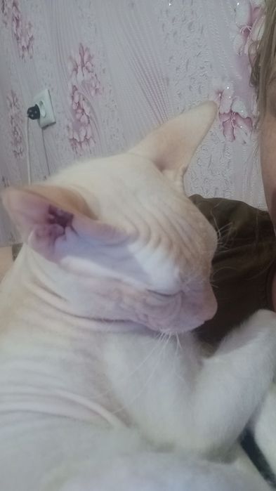 Продам кота свинс