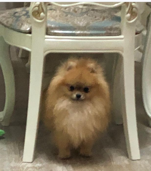 Померанский шпиц