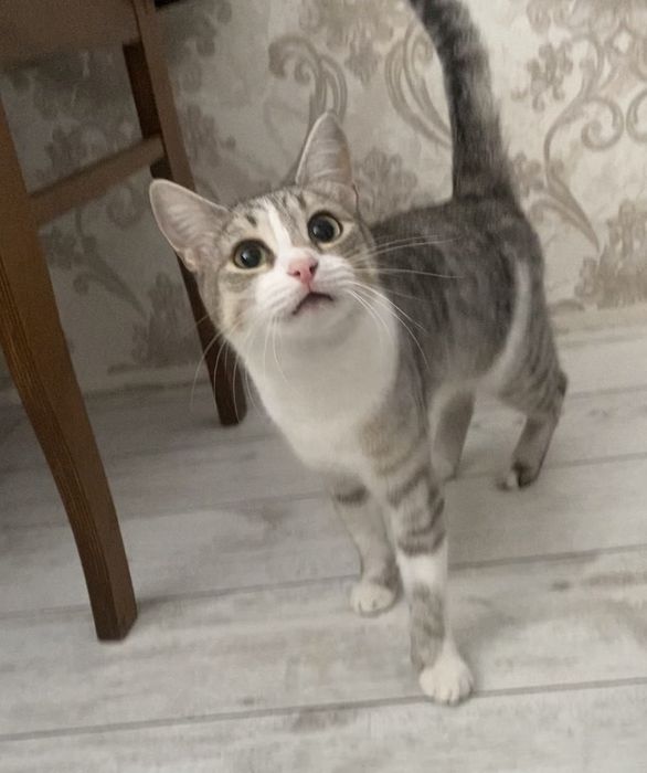 Отдадим наших кошечек