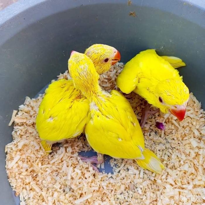 Жёлтый ожереловый попугайчик