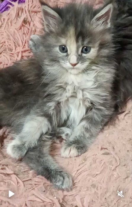 Pisica Maine Coon provenienta felisa autorizata