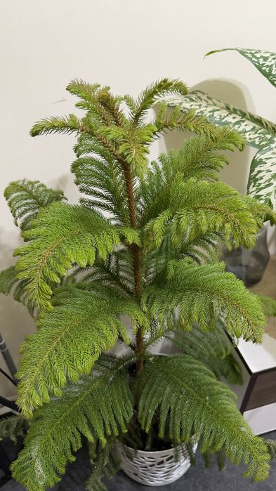 Живая ёлка красивая очищает воздух