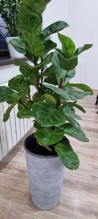 Фикус лирата бамбино