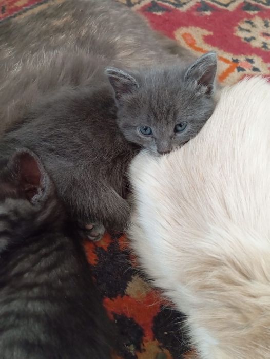 Продам котят британский