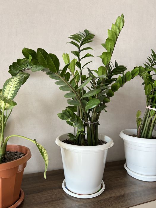 Продам комнатные цветы недорого