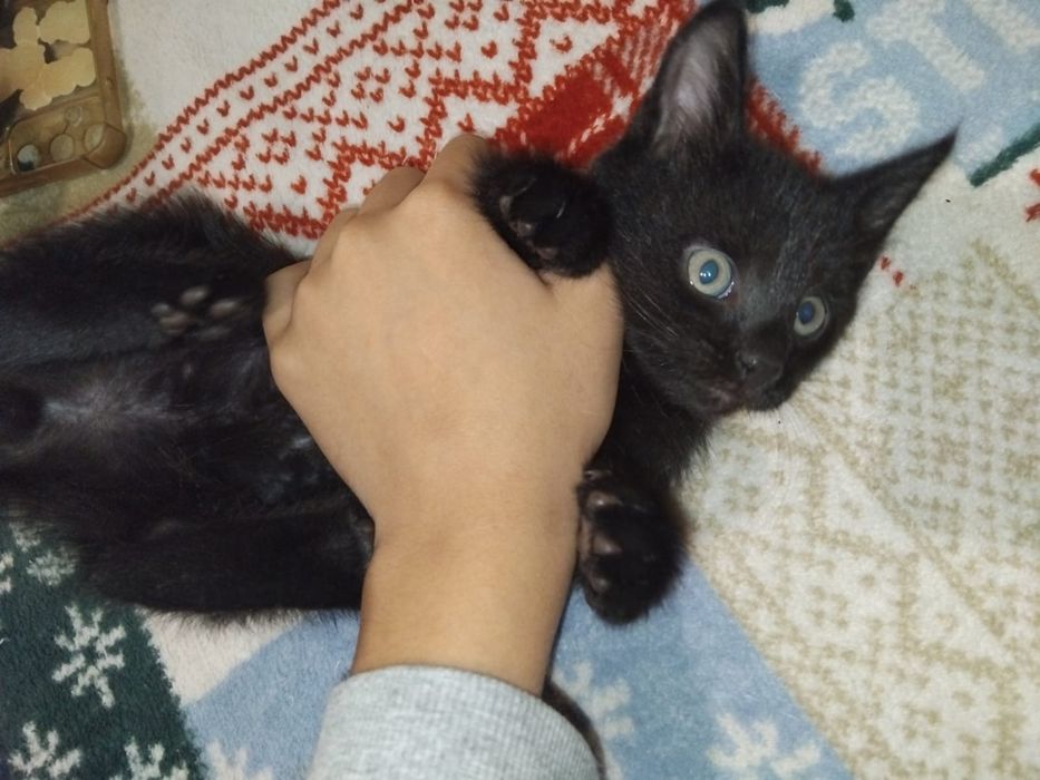 Отдам котят в добрые руки