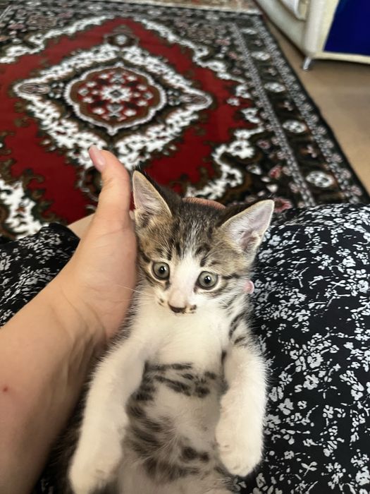 Отдам котенка в добрые руки