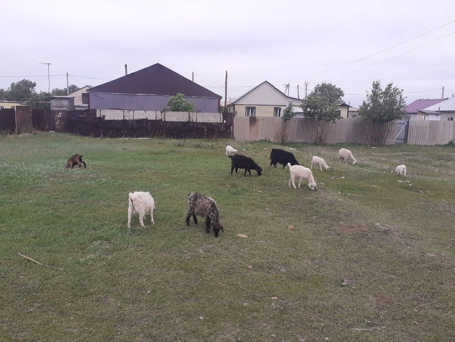 Продам коз и козлят