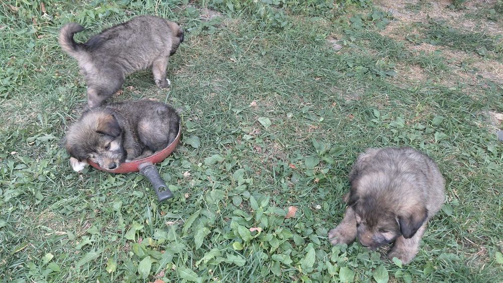 Se ofera gratuit spre adoptie caini (5 masculi si o femela)
