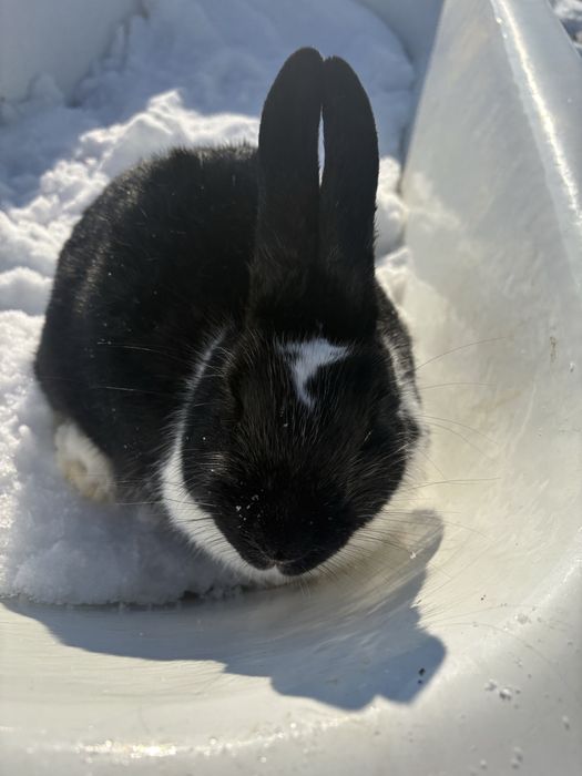 Vând iepuroaică cu puii .