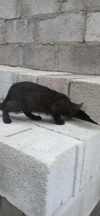 Котята черная и серый