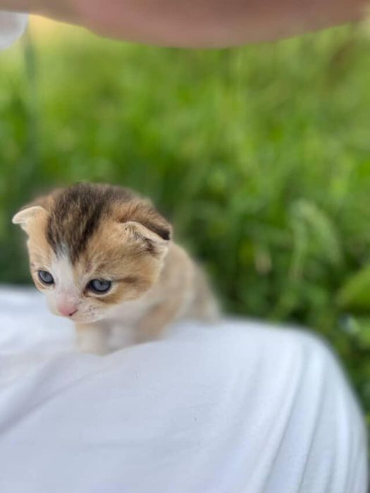 Котята веслоухие