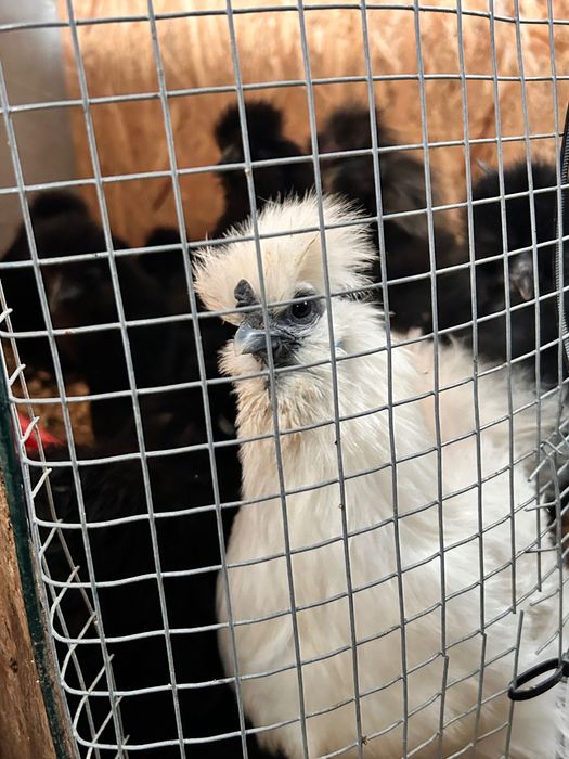 Vând ouă gǎini (Combatante indiene,Brahma Albastru și Mǎtase Japoneză)