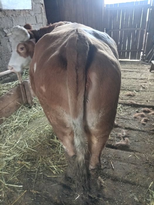 Bălțata românească