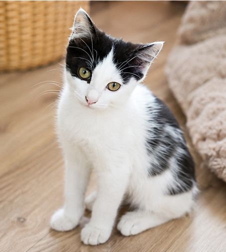 Котёнок в поисках дома