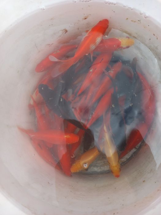 Vând  Caraș gold fish