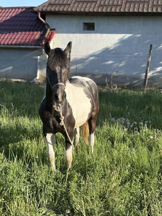 ARMASAR 11 luni Gypsy Vanner