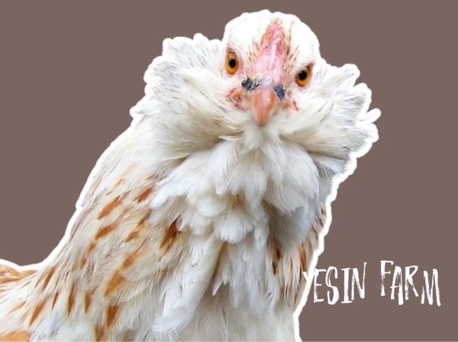 Инкубационные яйца породные куры из Россий под заказ, поставка оптом