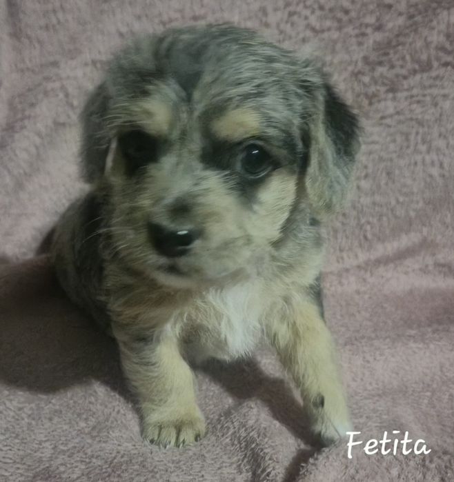 Cățeluși grasuni si frumosi