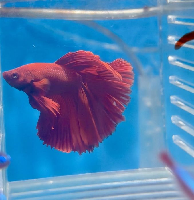 Петушки рыбки Самцы