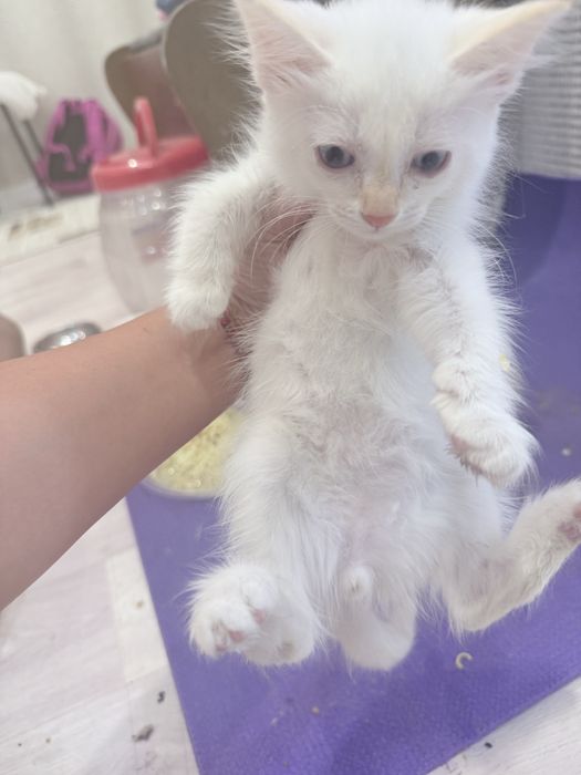 Отдам котенка в добрые руки