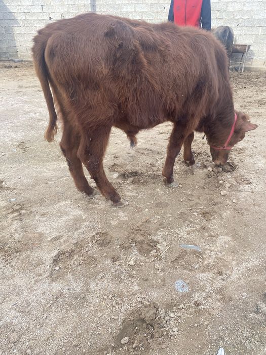 Новосча  сотилади