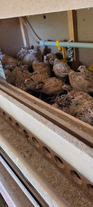 Бөдене  манжур пародасы