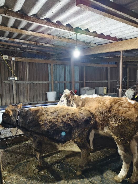 продам откормленных телок