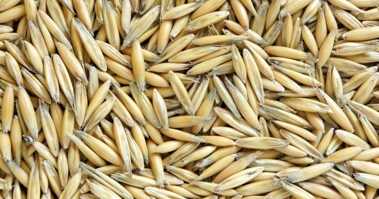 Vând ovăz de calitate