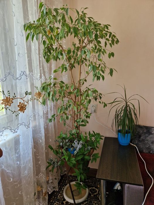 Фикуус бенджамина