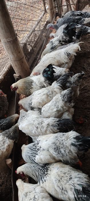 Burama tovuq tuxumlari sotiladi