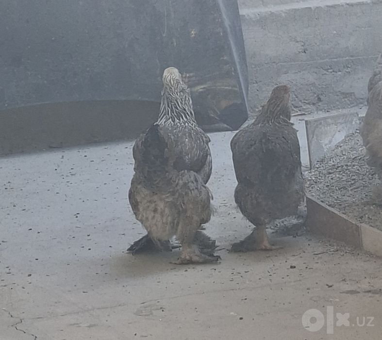Burama tovuqlar sotiladi