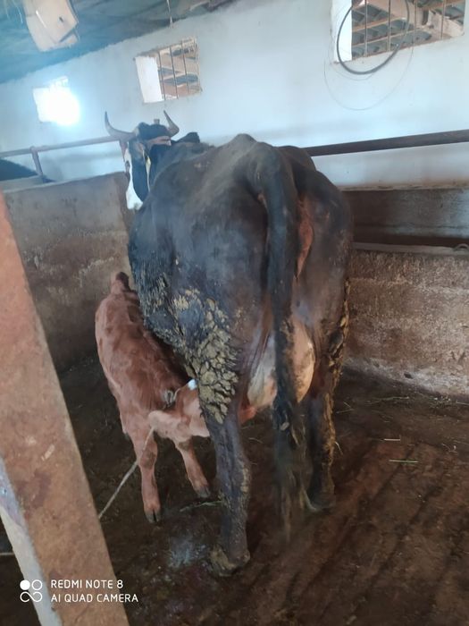 Сиыр сатылад бұзауымен