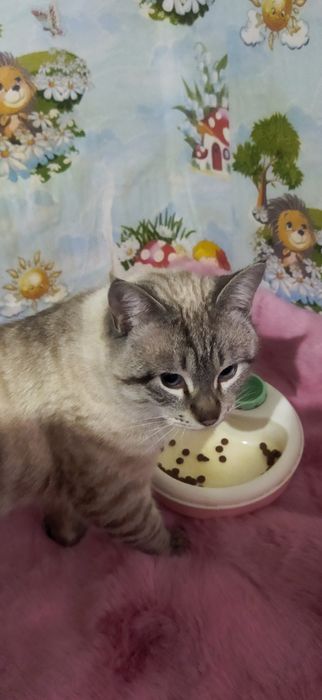 Породистый кот продается