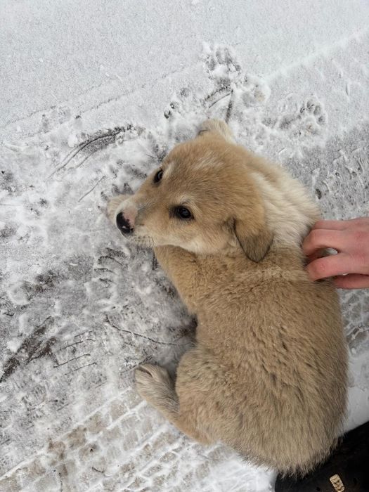 Отдам даром щенка